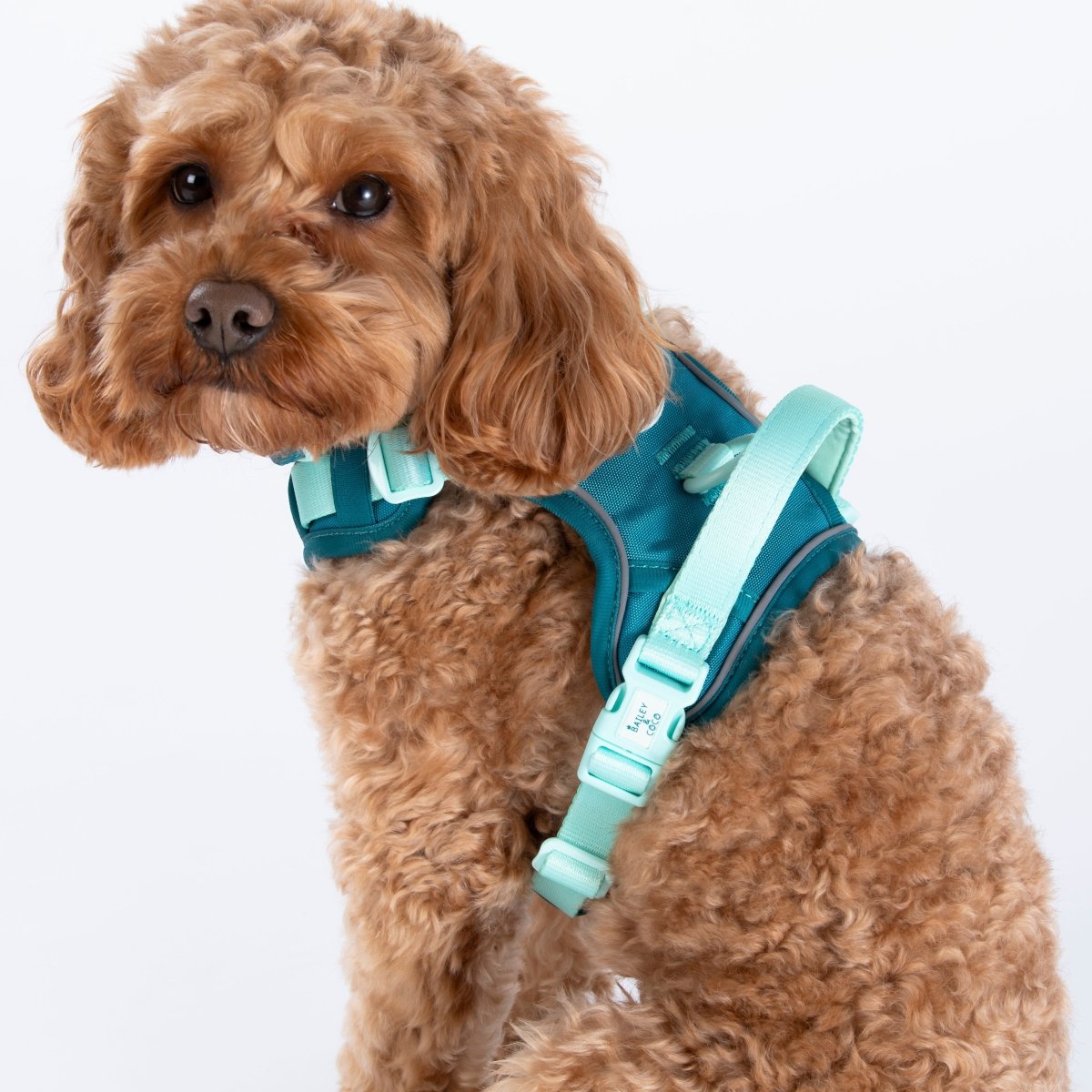 Best Dog Harness with Handle UK