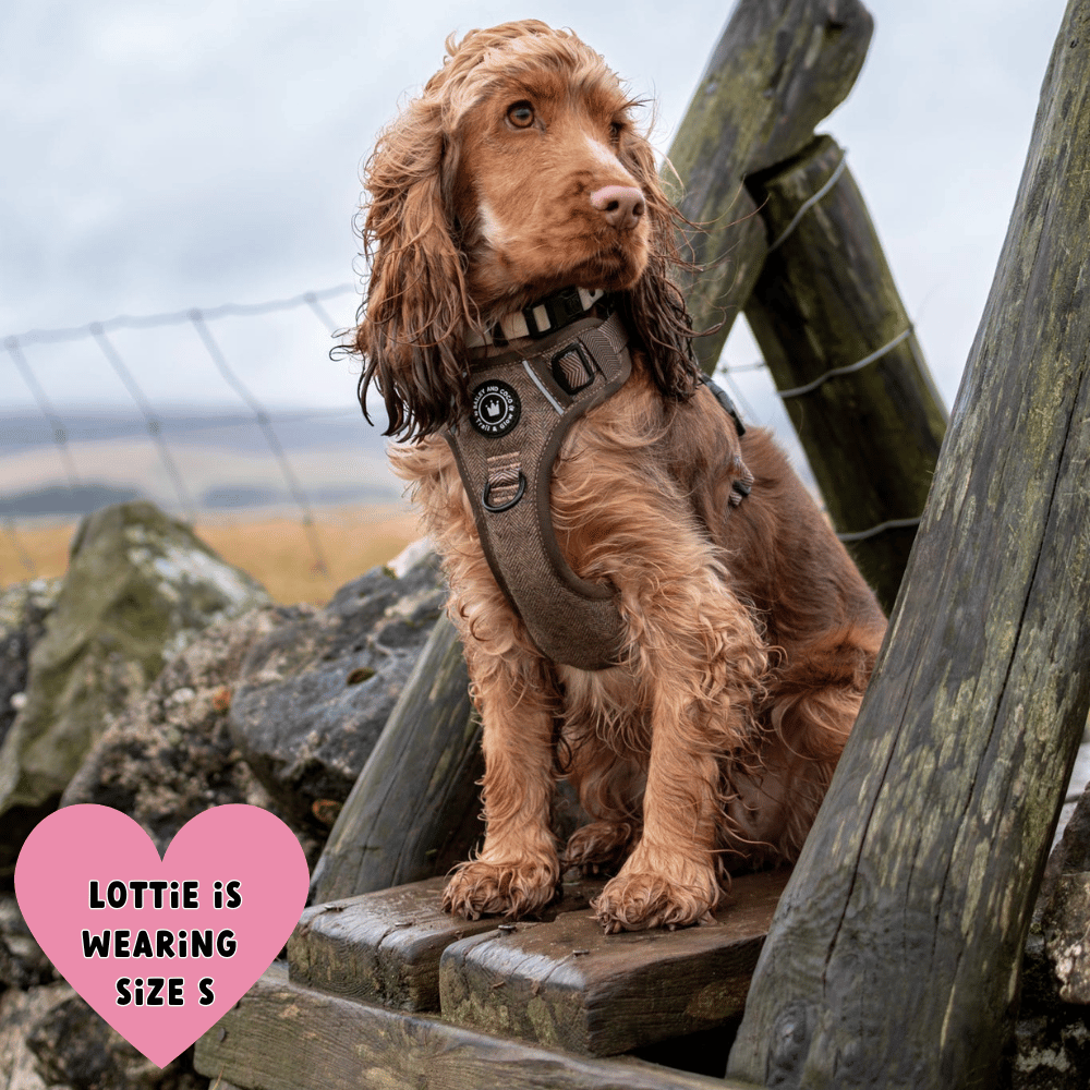 Best Harness for a Cocker Spaniel by Bailey & Coco