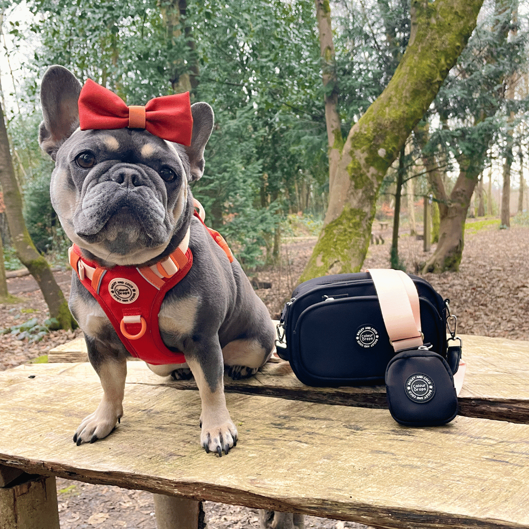 Best Harness for French Bulldog UK