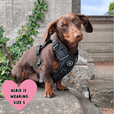 Best Harnesses for Dachshunds