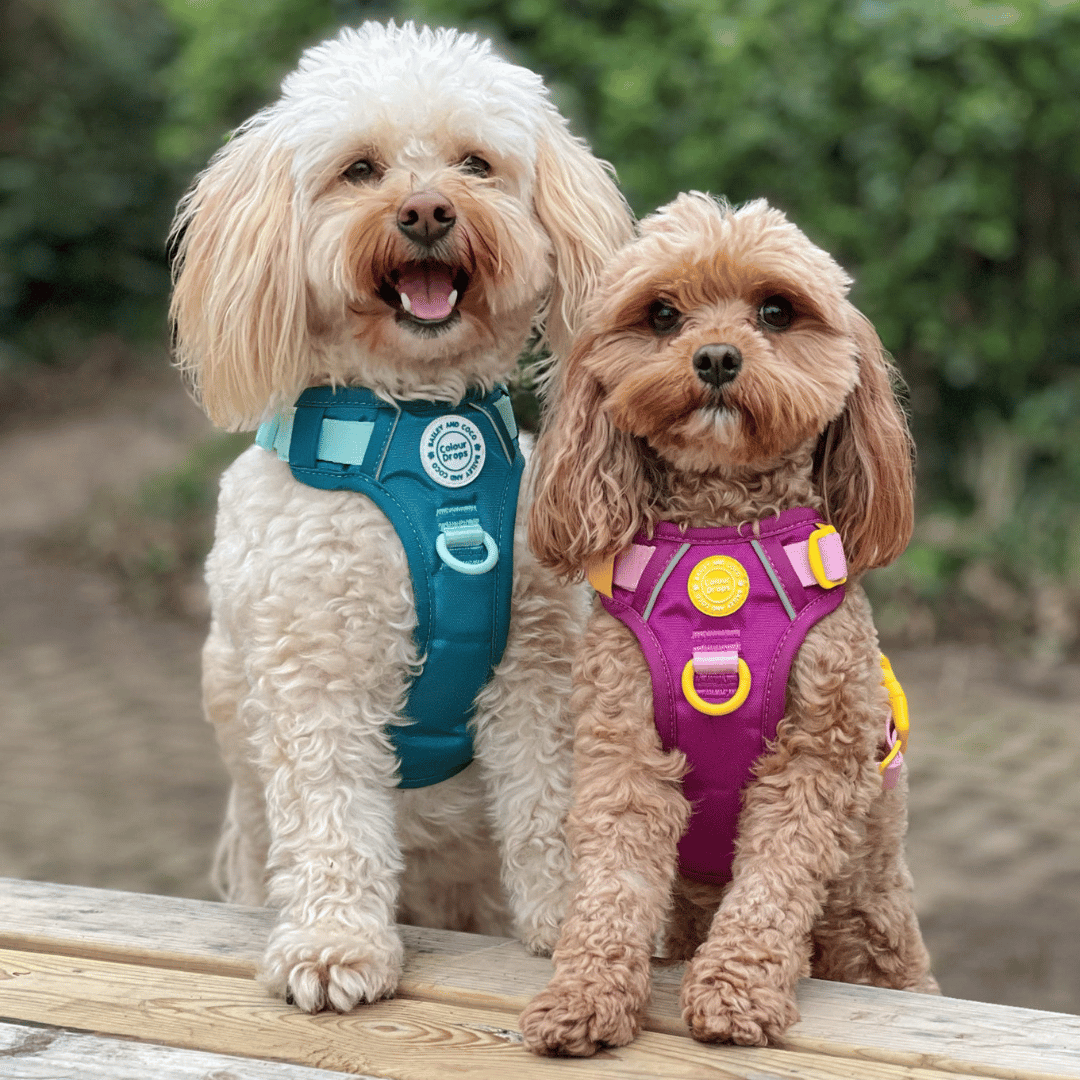 Best Small Dog Harness by Bailey & Coco