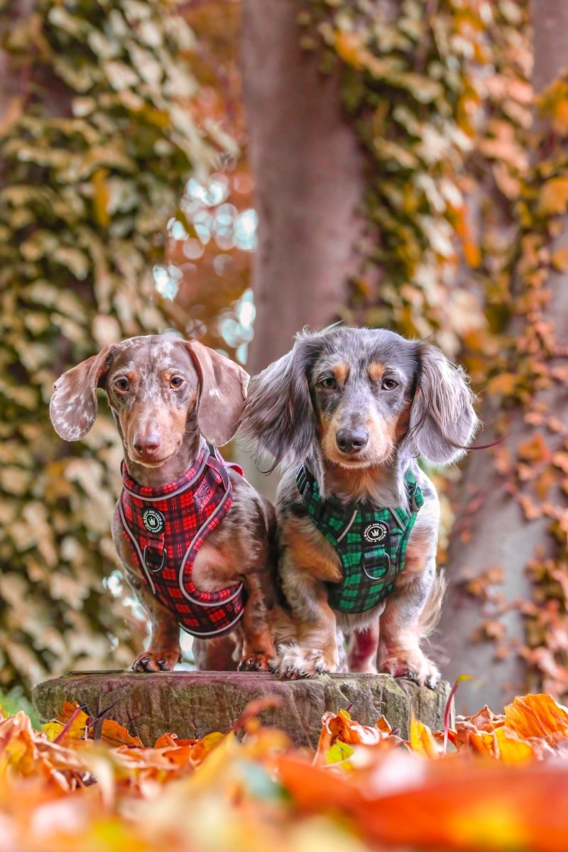 The Ultimate Guide to Dog Harnesses: From Puppy to Fully Grown Pal - Bailey and Coco (UK)