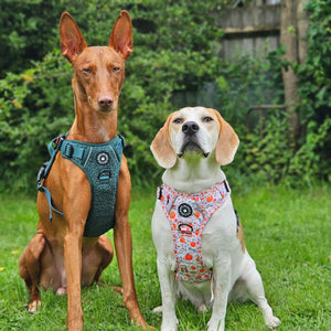 Trail & Glow® Dog Harness - Autumn Magic.