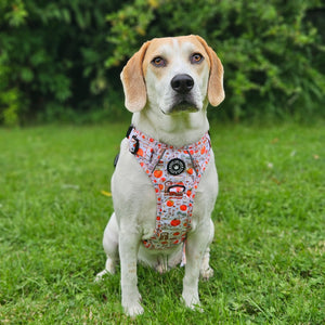 Trail & Glow® Dog Harness - Autumn Magic.