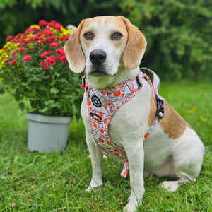 Trail & Glow® Dog Harness - Autumn Magic.