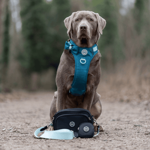 best dog bag for walking