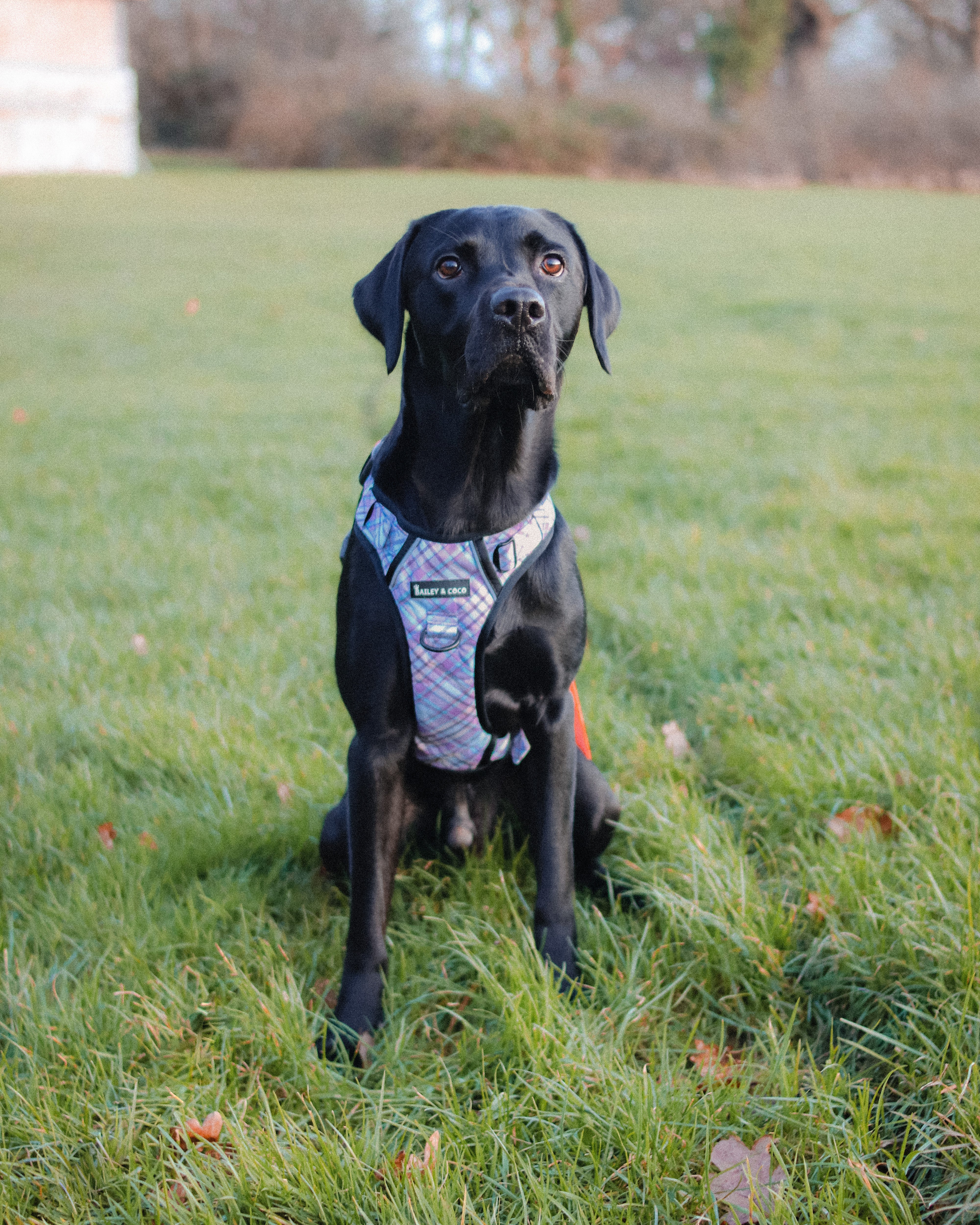 Guida alle taglie per acquisto collari, guinzagli e pettorine cane