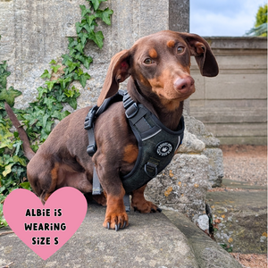 dachshund wearing a tweed dog harness