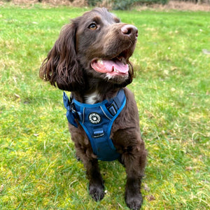 Trail & Glow® Harness Bundle Set - The Ink Blue One.