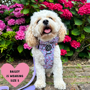 Trail & Glow® Dog Harness Bundle Set - Peony Blossom