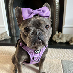 Trail & Glow® Dog Harness - The Lilac One.