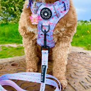 Trail & Glow® Dog Harness - Flamingo Fling