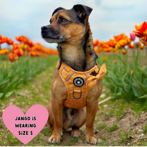 Trail & Glow® Dog Harness - Don't Hurry, Be Happy