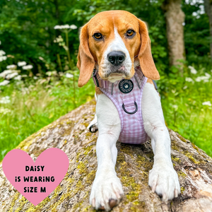 Trail & Glow® Dog Harness Bundle Set - Gingham Dreams