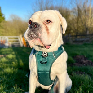 Trail & Glow® Emerald Green Dog Harness.