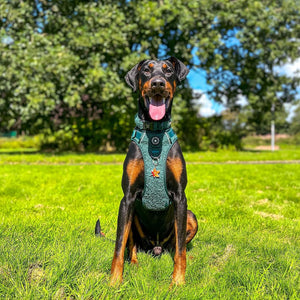 Trail & Glow® Collar - Emerald Teddy.