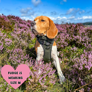 beagle wearing a green tweed dog harness