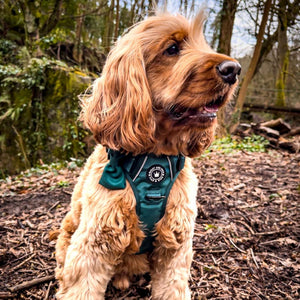 Trail & Glow® Emerald Green Dog Harness.