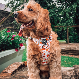 Trail & Glow® Dog Harness - Autumn Magic.