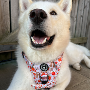 Trail & Glow® Dog Harness - Autumn Magic.