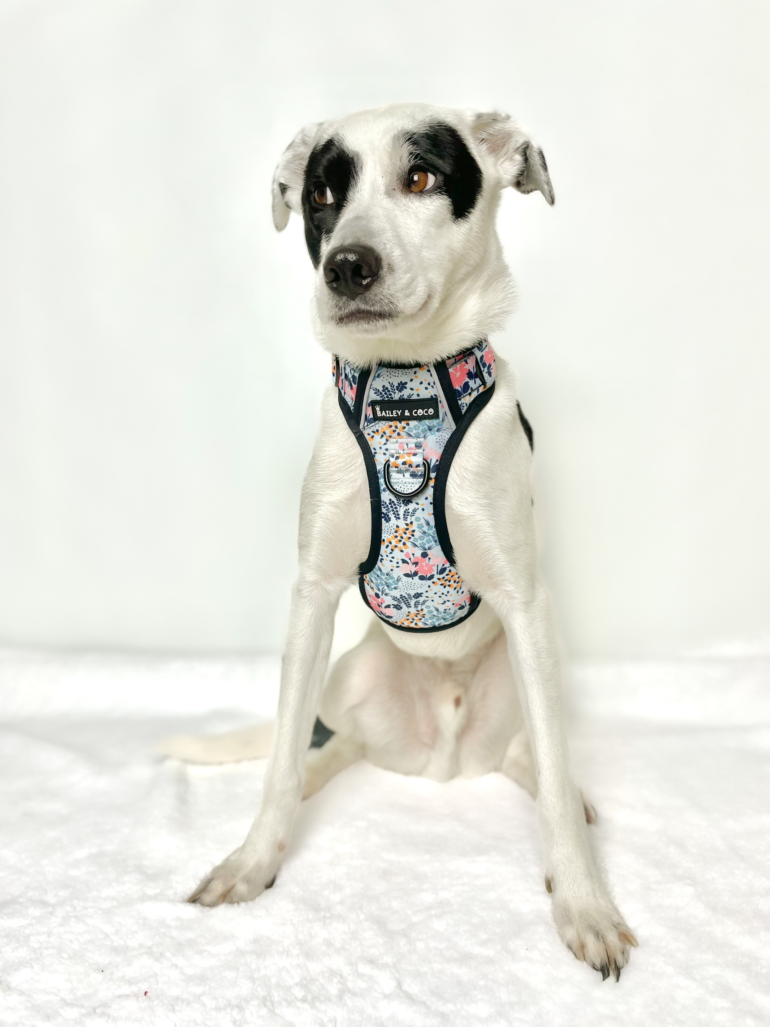 Bobs for dogs outlet harness