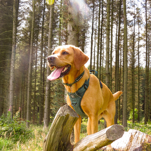 Trail & Glow® Collar - Emerald Teddy.