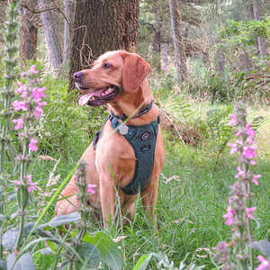 Trail & Glow® Collar - Emerald Teddy.