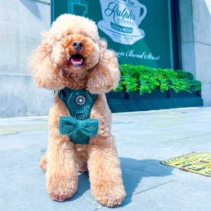 Bow Tie - Emerald Teddy.