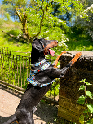 Trail & Glow® Collar - Feels Like Summer.