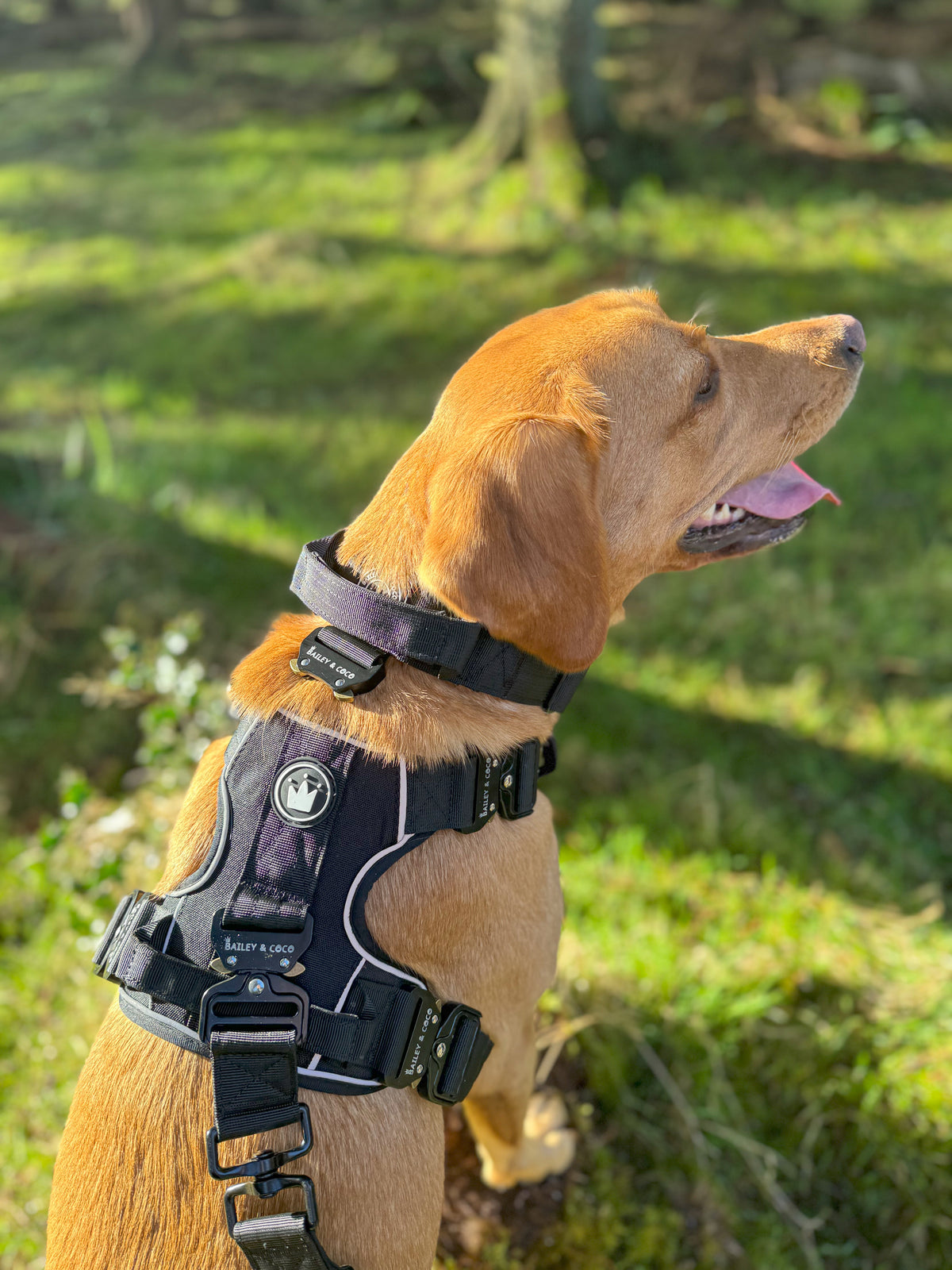 Power store dog harness