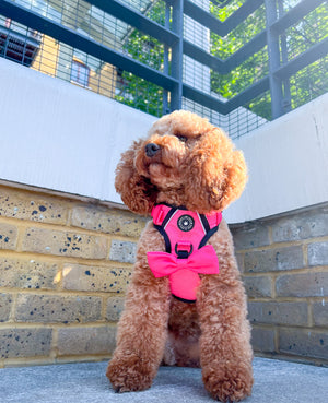 Bow Tie - The Hot Pink One.