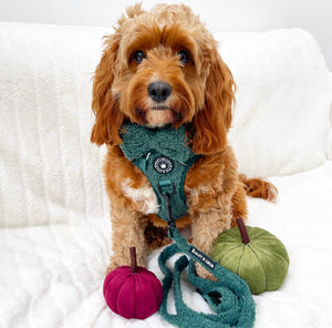 Bow Tie - Emerald Teddy.