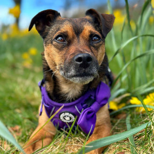 Trail & Glow® Harness Bundle Set - The Royal Purple One.