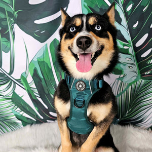 Trail & Glow® Emerald Green Dog Harness.