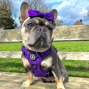 Trail & Glow® Harness Bundle Set - The Royal Purple One.