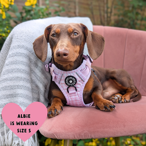 Trail & Glow® Dog Harness - Gingham Dreams