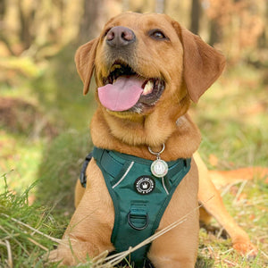 Trail & Glow® Emerald Green Dog Harness.