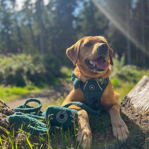 Teddy Dog Lead 5ft - Emerald Teddy.