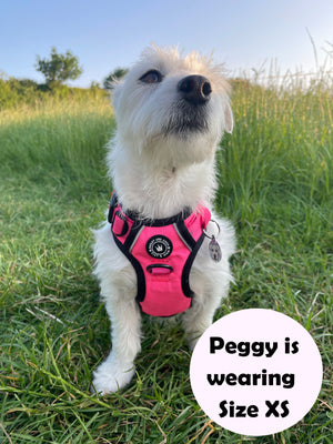 Dog Harness and Lead Set - The Hot Pink One.