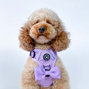 Trail & Glow® Dog Harness - The Lilac One.