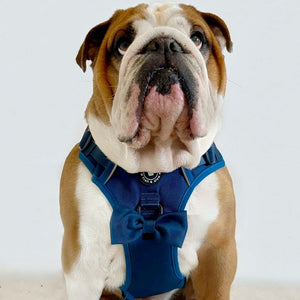 Trail & Glow® Ink Blue Dog Harness.