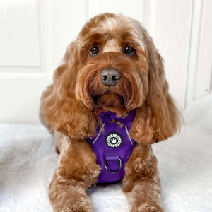 Trail & Glow® Harness Bundle Set - The Royal Purple One.