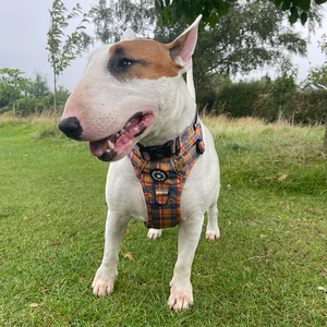 Trail & Glow® Collar - Rustic Tartan.