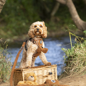 Bow Tie - Teddy Bear