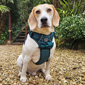 Trail & Glow® Emerald Green Dog Harness.