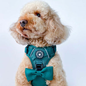 Trail & Glow® Emerald Green Dog Harness.