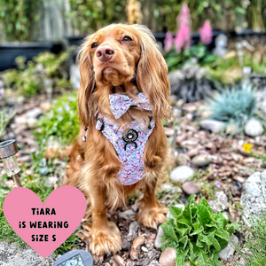 Trail & Glow® Dog Harness Bundle Set - Peony Blossom