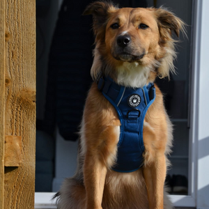Trail & Glow® Ink Blue Dog Harness.