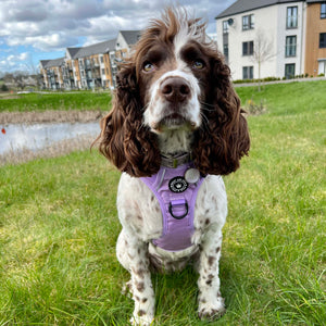 Trail & Glow® Dog Harness - The Lilac One.