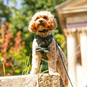 Adjustable Collar - Forest Tweed - Bailey and Coco (UK)